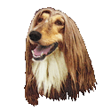 Afghan Hound