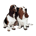 Basset