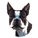 Boston Terrier