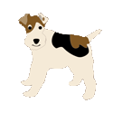 Wire Fox Terrier