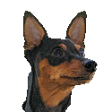 Miniature Pinscher