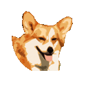 Pembroke Welsh Corgi