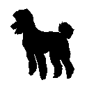 Poodle