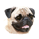 Pug