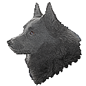 Schipperke