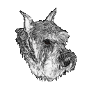 Schnauzer