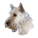 Scottish Terrier