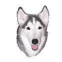 Husky