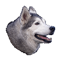 Siberian Husky