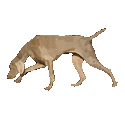 Weimaraner