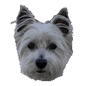 Westie