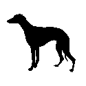 Whippet